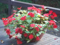 100_1763.jpg